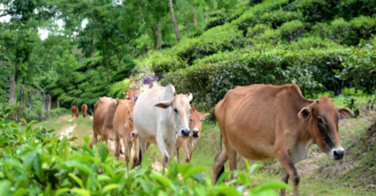 ফাইল ফটো