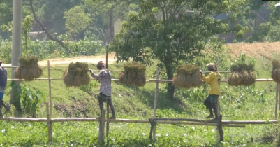 মৌলভীবাজারের হাওরে যান্ত্রিক উপায়ে ৭০ ভাগ ধান কাটা সম্পন্ন