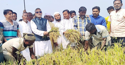 হাকালুকি হাওরে ধান কাটলেন পরিবেশমন্ত্রী 