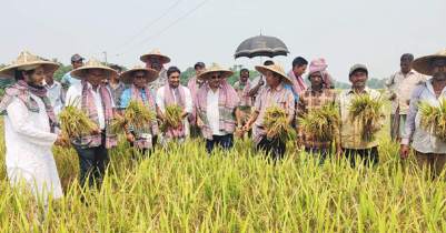 হাকালুকিতে কৃষকের সাথে ধান কাটলেন জনপ্রতিনিধি-প্রশাসনের কর্মকর্তা