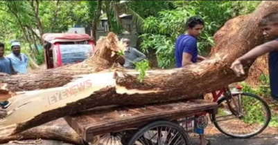 ঝড়ে মৌলভীবাজারে গাছ পড়ে বিদ্যুৎ সঞ্চালন ব্যবস্থা ব্যাহত