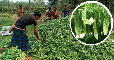 করলা গ্রামে এবছর করলার বাম্পার ফলন