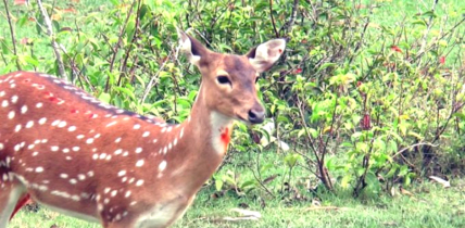 চুনারুঘাটে হরিণের মাংস কেটে বিক্রি