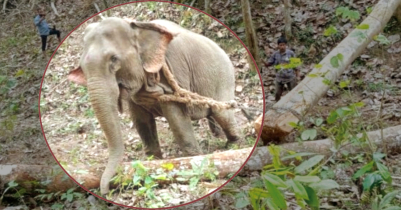 জুড়ীতে হাতি দিয়ে চলছে গাছ টানার কাজ 