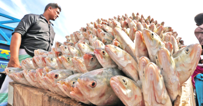 নিষেধাজ্ঞা শেষ, ইলিশ ধরা শুরু 