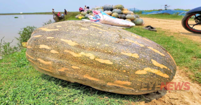 হাকালুকি হাওরে মিষ্টি কুমড়ার বাম্পার ফলন 