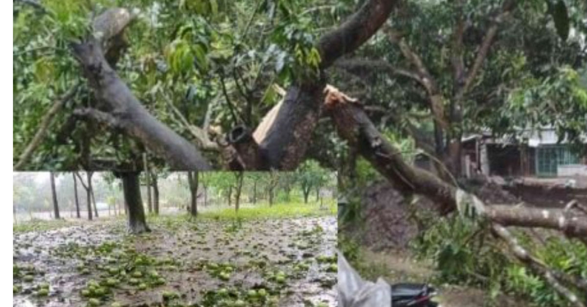 ঝড়ে ক্ষতিগ্রস্থ আম বাগান। ছবি- আই নিউজ