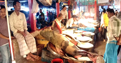 100 kg Baghair caught again in Kushiara river