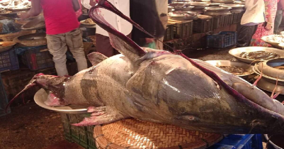 A 160 kg bagar fish was caught in Sylhet