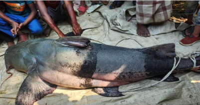 93 kg Baghair fish on sale for Tk 86 thousand in Sylhet