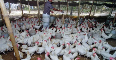 Broiler Chicken: Prices have increased several times in Sylhet