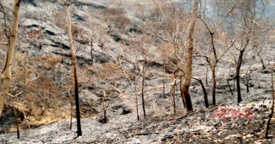 Fire in Patharia forest: Report submitted by inquiry committee