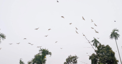 Thousands of birds live in the house in Moulvibazar!