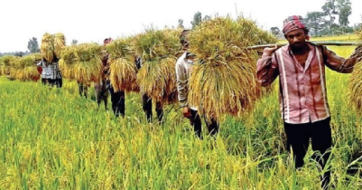 50% Boro paddy of haor areas harvested in Sylhet