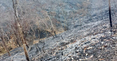 Patharia forest is burning in a fire set by the forest department