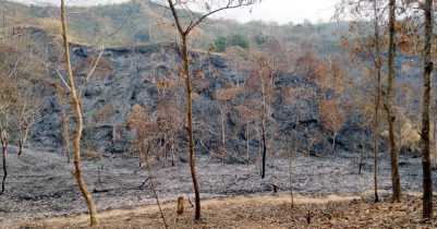 Patharia forest fire in the case of Beat officer withdrawn!