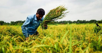 Record Boro production target fixed for Sylhet region!