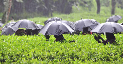 A flood of joy in the tea garden with the desired rainfall