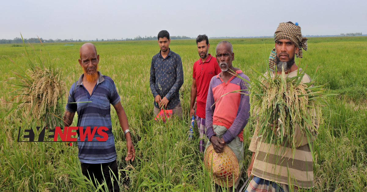 নষ্ট হয়ে যাওয়া ধান হাতে কিছু কৃষক। ছবি- আই নিউজ