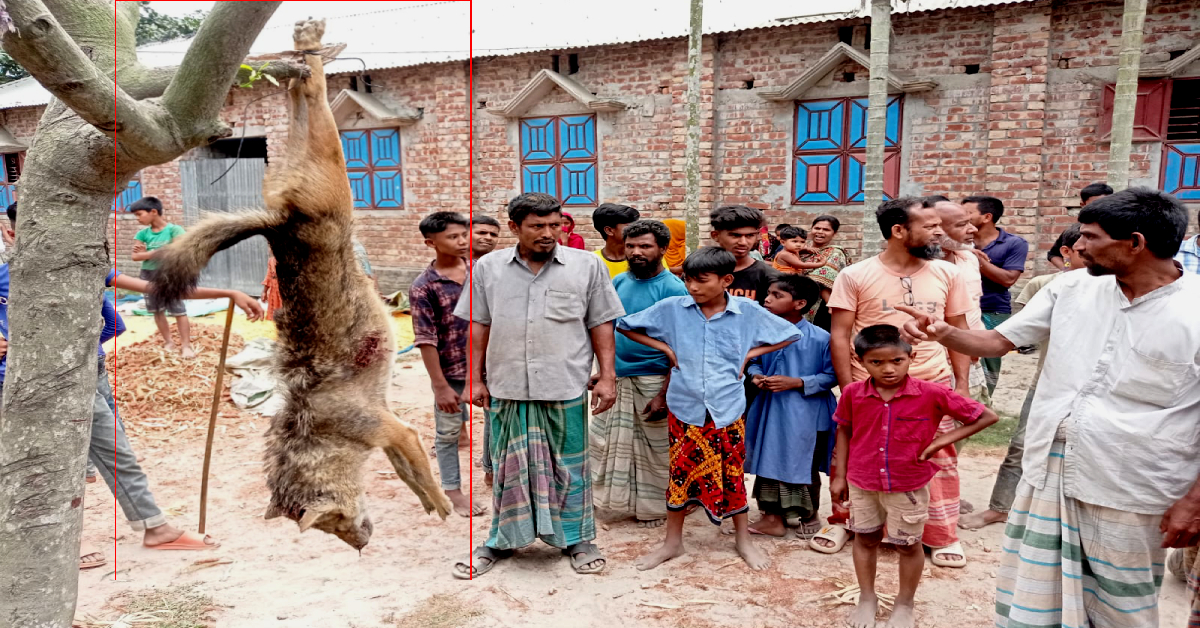 উত্তেজিত গ্রামবাসী শিয়ালটিকে মারার পর ঝুলিয়ে রাখেন। ছবি- আই নিউজ