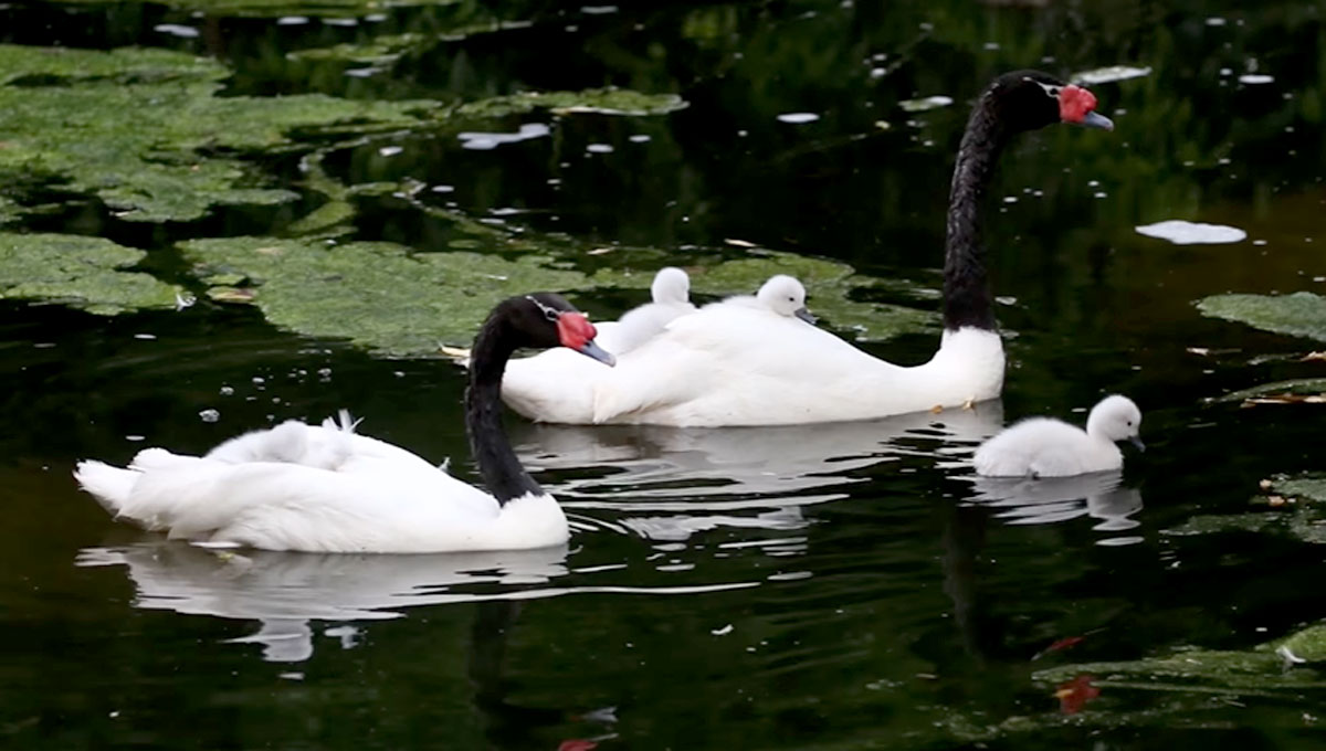 black-necked swan | Eye News