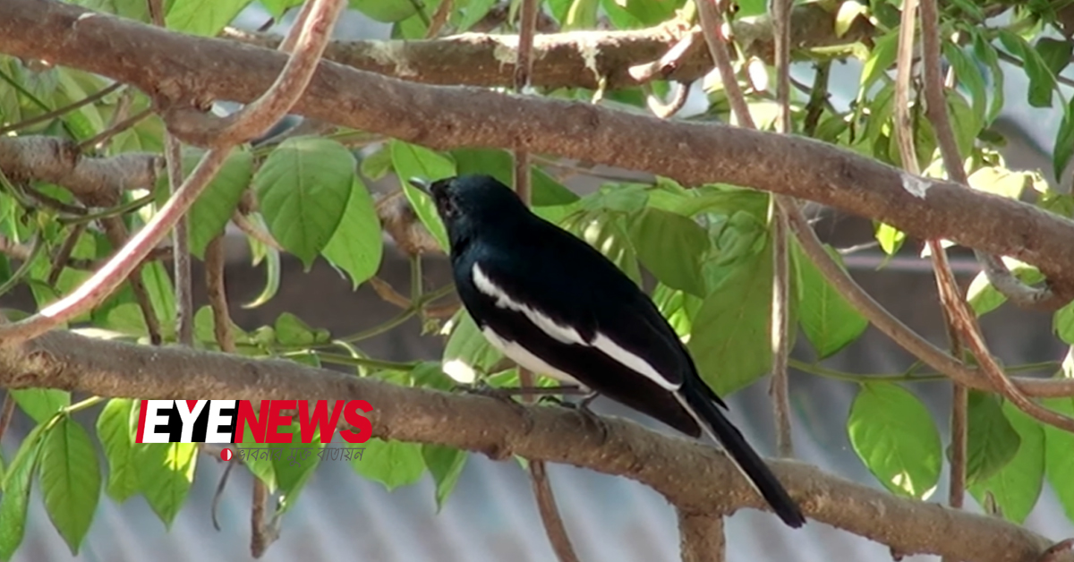 magpie-robin | Eye News
