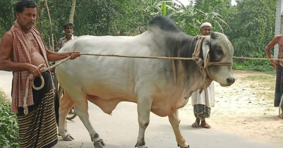 প্রধানমন্ত্রীকে কোরবানির গরু উপহার দিলেন কৃষক দম্পতি