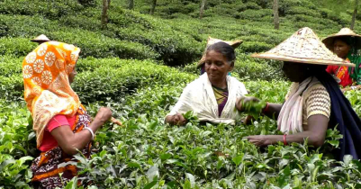 চা শিল্পের কারিগর চা শ্রমিক পরিবারের জীবন গল্প