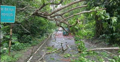 লাউয়াছড়া সড়ক: বৃষ্টিতে গাছ উপড়ে দেড় ঘণ্টা বন্ধ যান চলাচল