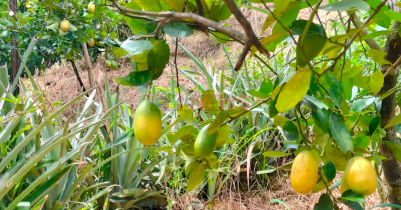 শ্রীমঙ্গলে বাজারে দাম কম হওয়ায় নষ্ট হচ্ছে লেবু, লোকসানে মালিকরা 