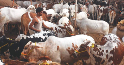 ঈদুল আজহা : সিলেটে কোরবানির জন্য প্রস্তুত ২ লাখ ১২ হাজার পশু 