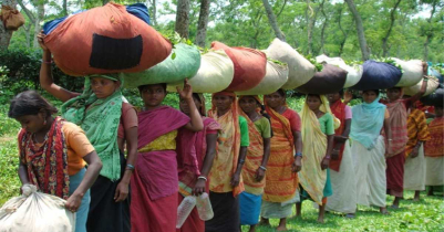 চা-শ্রমিকদের ফাগুয়ার উৎসব বোনাস প্রদানের দাবি 