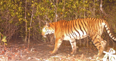 বাঘের সংখ্যা বৃদ্ধির সম্ভাবনা