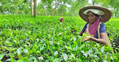 অনাবৃষ্টি খরায় পুড়ছে চা গাছ, আসছে না নতুন কুঁড়ি