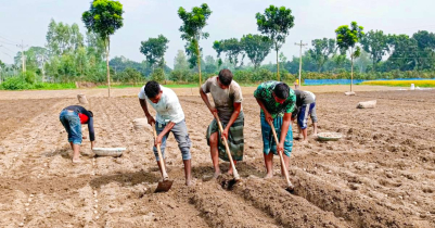 অধিক লাভের আশায় দিনাজপুরে আগাম আলু চাষ