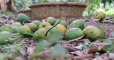 ঝড়ের মধ্যে আম কুড়াতে গিয়ে মৃ ত্যু 