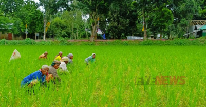 খানসামায় আমন ক্ষেত পরিচর্যায় ব্যস্ত কৃষাণীরা