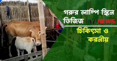 লাম্পি স্কিন রোগের চিকিৎসা 