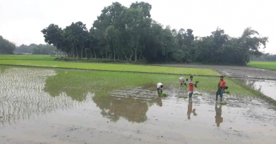 তারাকান্দায় আমনের চারা রোপণে ব্যস্ত সময় কাটছে কৃষকের