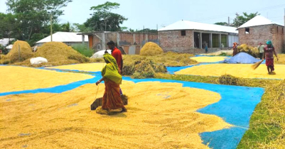 ধান উৎপাদনে রেকর্ড গড়ল বাংলাদেশ