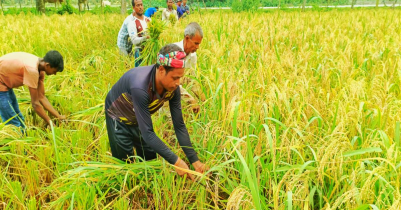 গ্রাম-বাংলায় থেকে হারিয়ে যাচ্ছে নবান্ন উৎসব