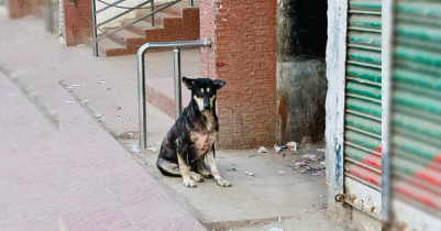 শ্রীমঙ্গলে বেওয়ারিশ কুকুরের কামড়ে আহত ১৬