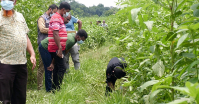 পাট ক্ষেতে পড়েছিল অজ্ঞাত একটি গলাকা টা লা শ 