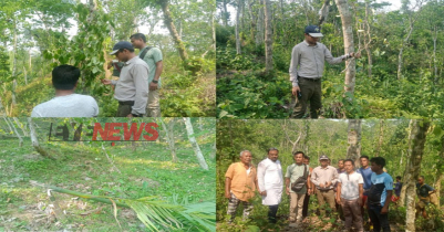 বড়লেখায় খাসিয়াদের ৩ হাজার পান ও ৬০টি সুপারি গাছ কর্তন 