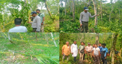 খাসিয়াপুঞ্জির পান-সুপারি গাছ কর্তনের মামলা নিতে পুলিশকে আদালতের নির্দেশ