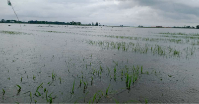 গোয়াইনঘাটে পানির নিচে বীজতলা, চিন্তায় চাষীরা