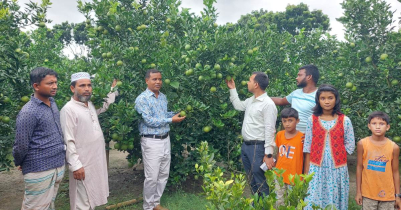 রাণীশংকৈলে মাল্টা চাষে জাহাঙ্গীরের অবিশ্বাস্য চমক! 