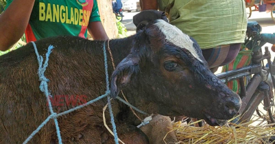 গরুর লাম্পি স্কিন রোগে দিশেহারা কৃষক-খামারিরা, মিলছে না ভ্যাকসিন