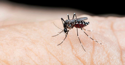 Five dengue patients die; 1239 hospitalized in 24 hours