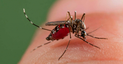 Ten dengue patients die, 2764 hospitalised in 24 hours